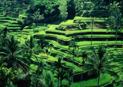 Ubud Monkey Forest