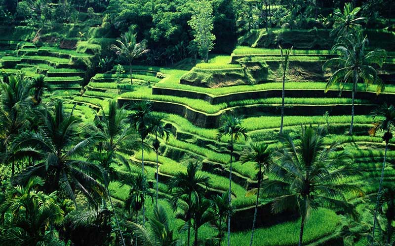 Tegalalang Rice Terrace